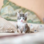 Watch Your Step When You Have a Cat